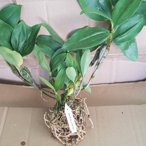 Dendrobium Farmeri FS