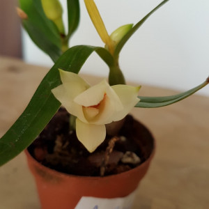 Dendrobium Fuerstenbergianum