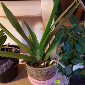 Doritaenopsis Tzu Chiang Sapphire FS j2