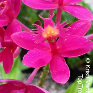 Epidendrum Pink Compact