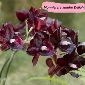 Monnierara Jumbo Delight NFS