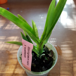 Odontoglossum Nobile X Odontoglossum Wyattianum