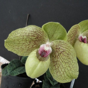 Paphiopedilum Ma Belle FS