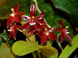 Phal. Cornu-Cervi var. Red X Phal. Lindenii