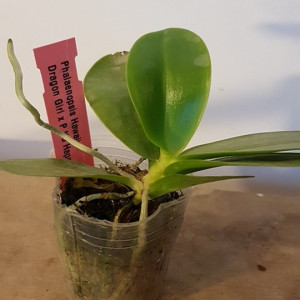 Phal. Hawai Dragon Girl X Phal. KS Happy Eagle FS
