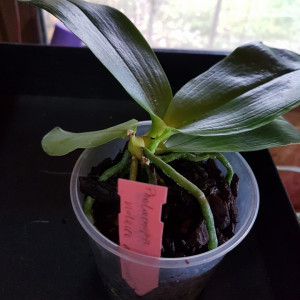 Phal. Violacea var. Sumatra 4N FS