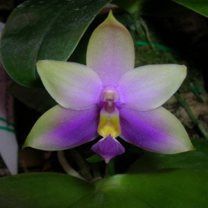 Phalaenopsis Bellina var. Coerulea