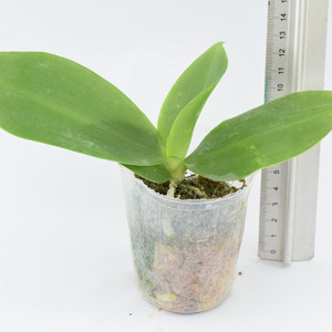 Phalaenopsis Brother Glory 'Long Fong' AM/AOS