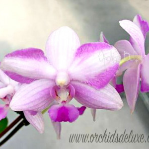 Phalaenopsis Chiada  Alice x Bellina FS