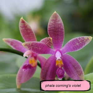 Phalaenopsis Corning's Violet