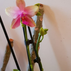 Phalaenopsis Liodoro 2T