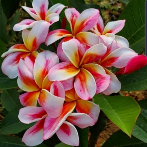 Plumeria Arctic Star aka Madame Rainbow