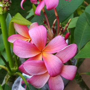 Plumeria Exotica