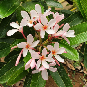 Plumeria Pink obtusa