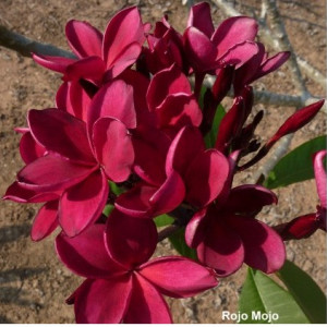 Plumeria Rojo Mojo
