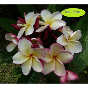Plumeria Thai Jade