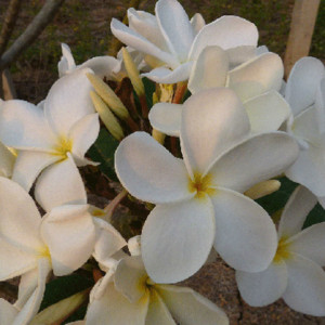 Pumeria Ken's White