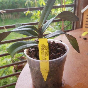 renanthopsis mildred jameson "bonsall" HCC/AOS