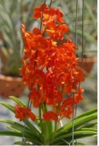 RHCTM. Sagrik Gold x ASCTM. Curvifolium, double plants