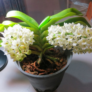 Rhynchostylis Gigantea Alba FS