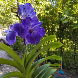 Vanda Blue Magic SS1