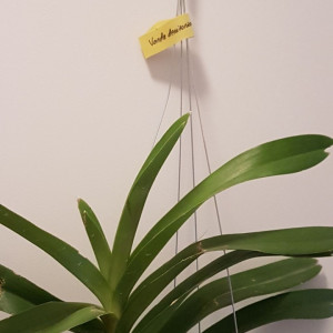 Vanda Denisoniana X xself w1 FS