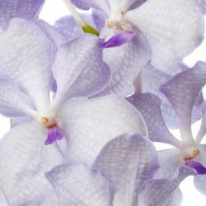 Vanda Kanchana Lavender Mist