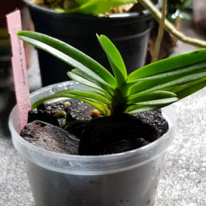 Vanda Pumila FS