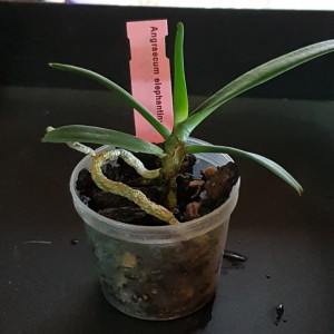 Angraecum Elephantinum FS