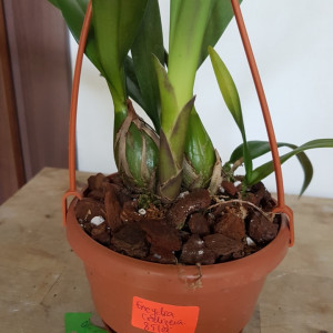 Bubophyllum lobbi