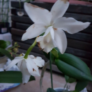 Cattleya alb