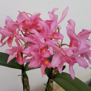 Cattleya Guatemalensis