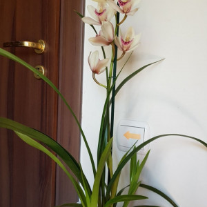 Cymbidium 1T