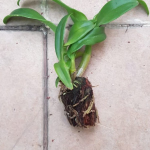 Dendrobium Antelope var Red FS