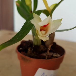 Dendrobium Fuerstenbergianum