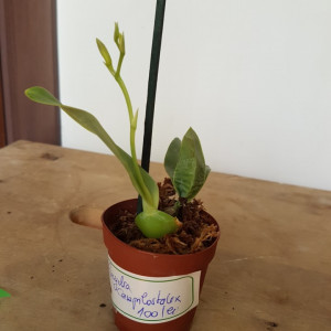 Encyclia campylostalix
