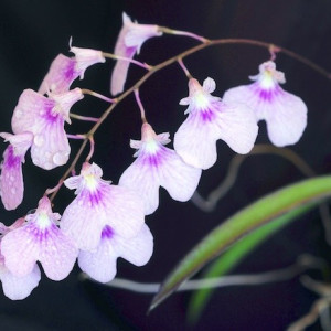 Ionopsis Utriculata