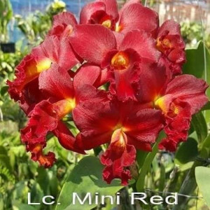 Lc. Mini red dragon