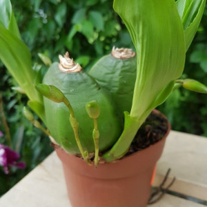 Lycaste Aromatica