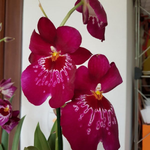 Miltoniopsis