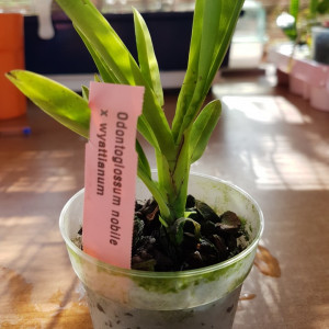 Odontoglossum Nobile X Odontoglossum Wyattianum