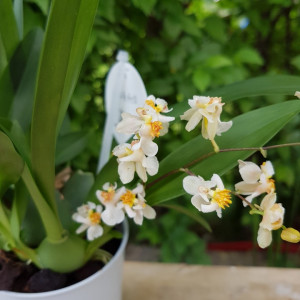 Oncidium Twinkle alb