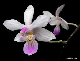 Phal. Cornu-Cervi var. Red X Phal. Lindenii