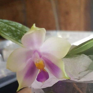 Phalaenopsis Buena Jewel x Bellina Wu