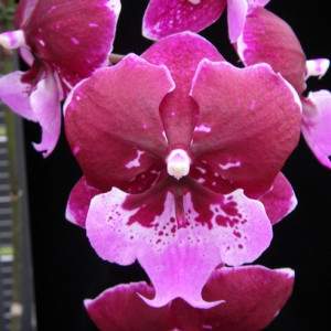 Phalaenopsis Chia Shing Hot Kiss FS