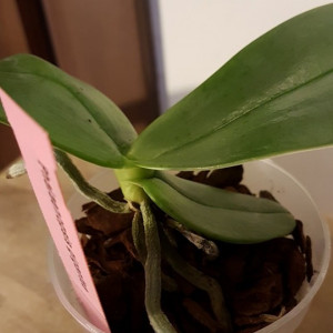 Phalaenopsis Gigantea NFS