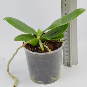 Phalaenopsis Jungo Cherry SKY