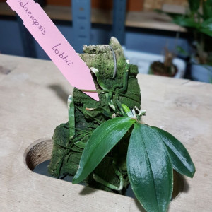 Phalaenopsis Lobbii