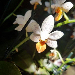 Phalaenopsis Mini Mark