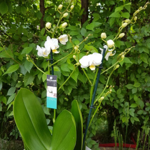 Phalaenopsis Sogo Popcorn